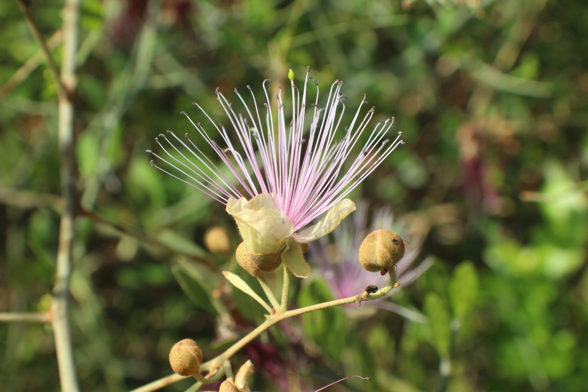 Capparis zeylanica L.